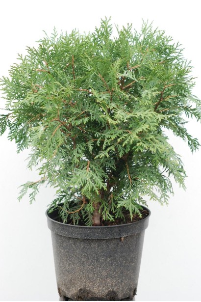 Thuja occidentalis Little Champion