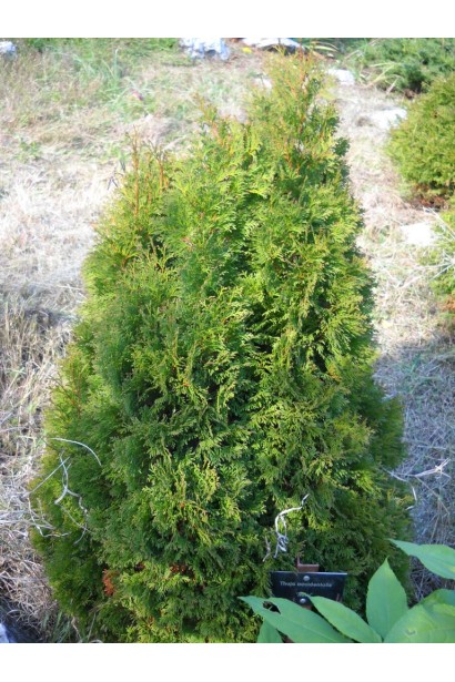 Компактна туя Мікі з густою хвоєю.