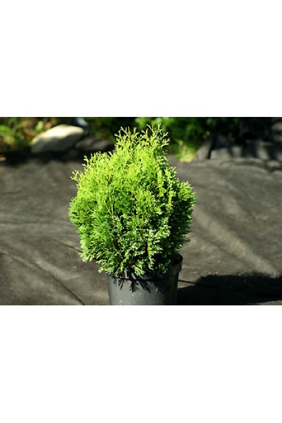 Туя Мікі для озеленення в контейнерах і горщиках.