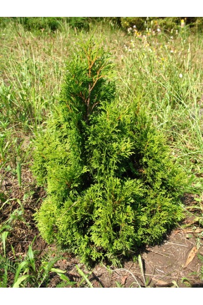 Туя західна Мікі для декоративного озеленення.