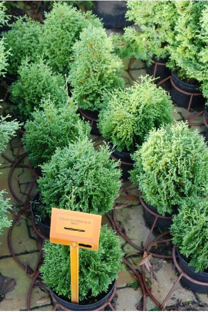 Туя західна Мікі — ідеальна для малих ділянок.