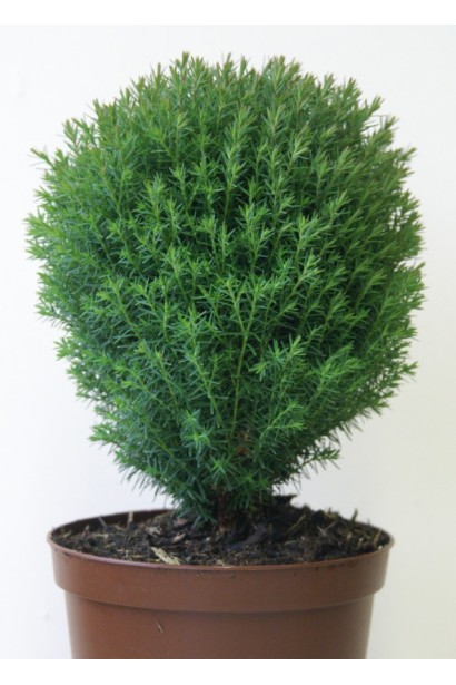 Куст Туи Тедди для альпийских горок.