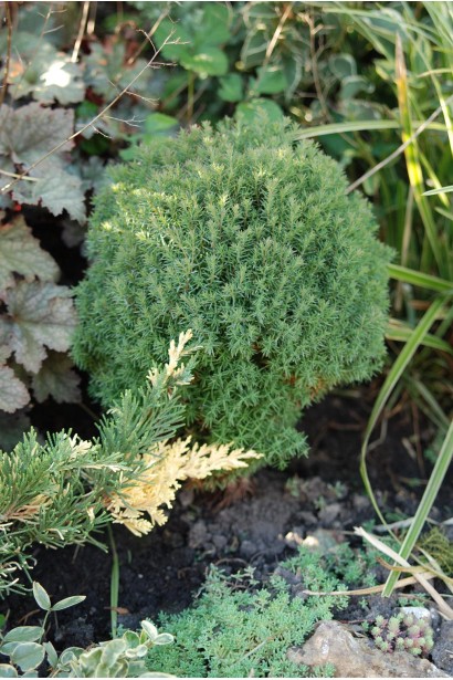 Миниатюрная туя Тедди в декоративном саду.
