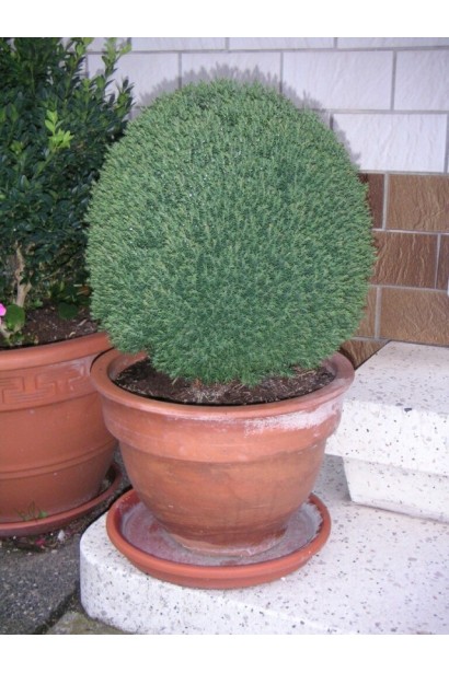 Туя Тедди в горшке – декоративный акцент в ландшафте.