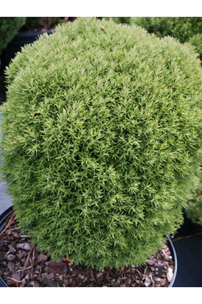 Туя Тедди с мягкой шаровидной формой.