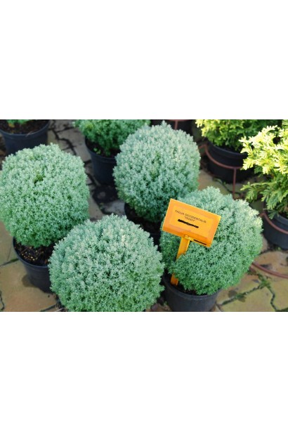 Туя западная Teдди