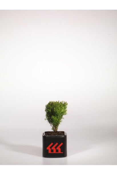 Thuja occidentalis Teddy