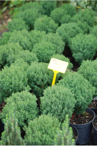 Туя Тедди для компактных живых бордюров.