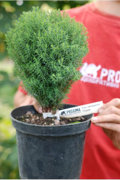 Туя Западная Тедди в контейнере