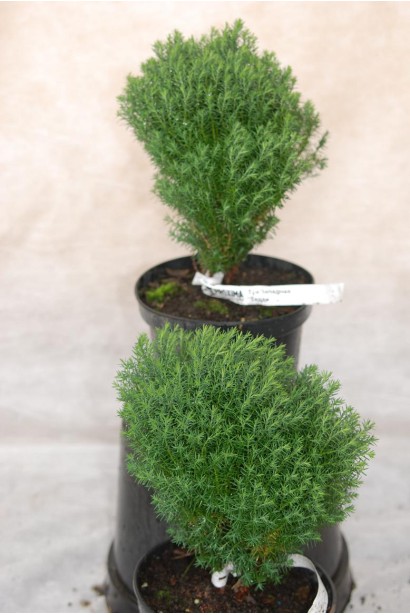 Туя западная Teдди