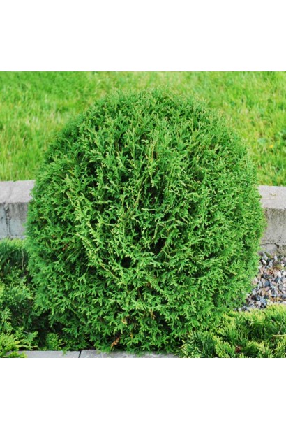 Компактная туя Тини Тим для небольших садов.