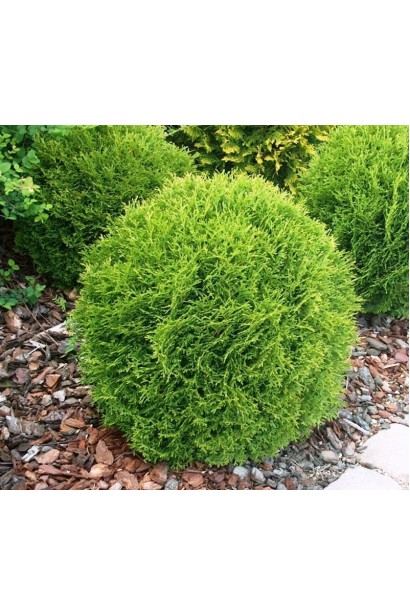 Туя Тини Тим как акцент в рокарии.