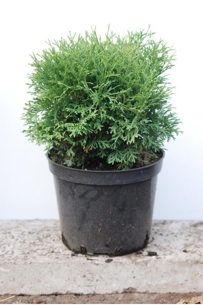 Туя западная Тени тим в контейнере