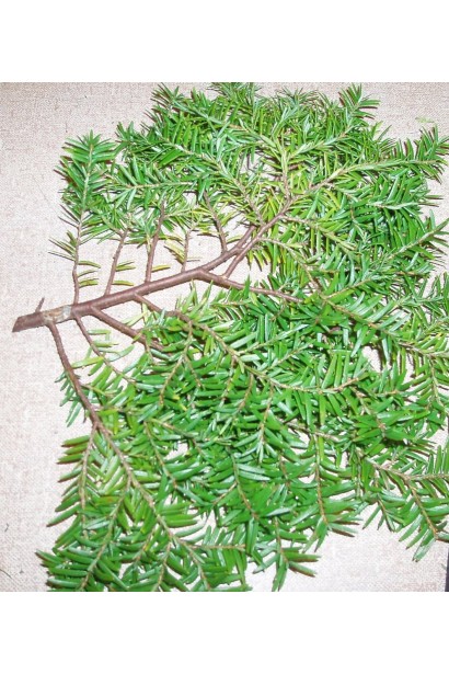 Тсуга канадская Джедделох | Тсуга канадська Джедделох | Tsuga canadensis Jeddeloh