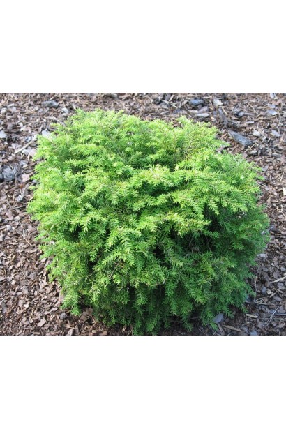 Тсуга канадская Джедделох с компактной формой.