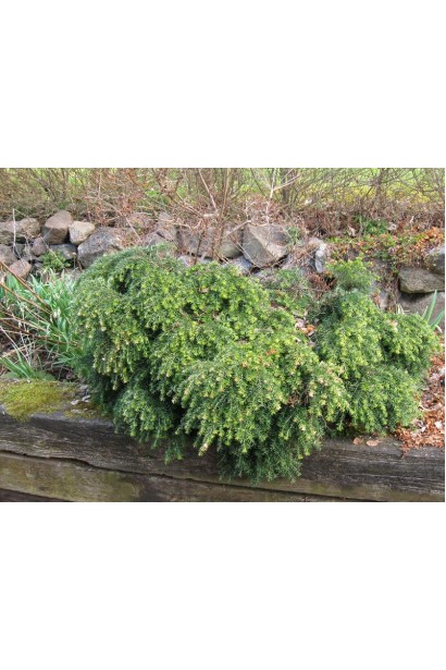 Тсуга канадская Джедделох, устойчива к тени и холоду.