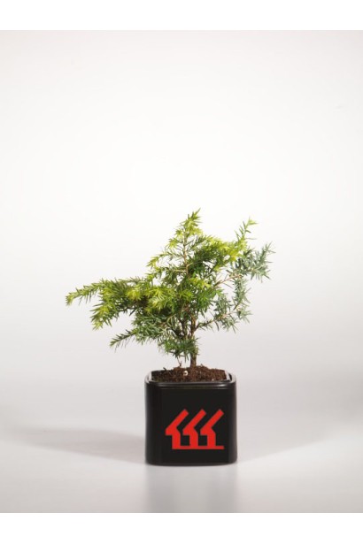 Tsuga canadensis Jeddeloh