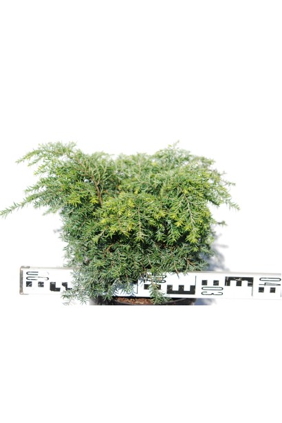 Тсуга канадская Джедделох