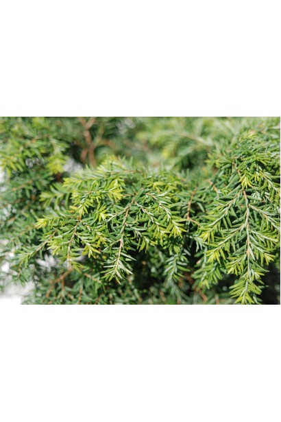 Тсуга канадская Джедделох – хвоя
