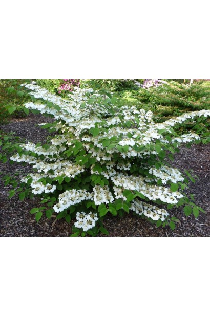 Калина каскадна