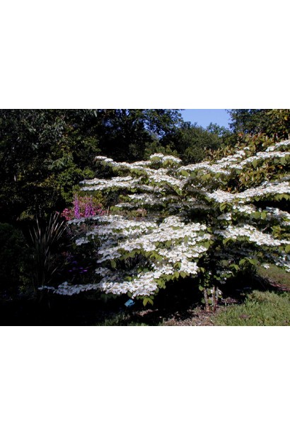 Калина складчаста Каскад