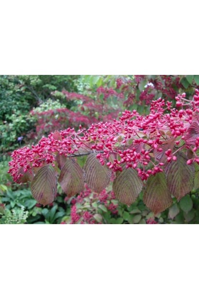 Декоративні плоди калини Каскаде