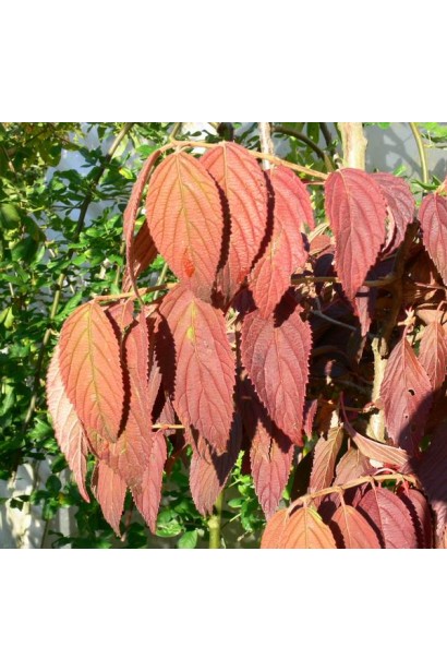 Осіннє багряне забарвлення калини Каскад 