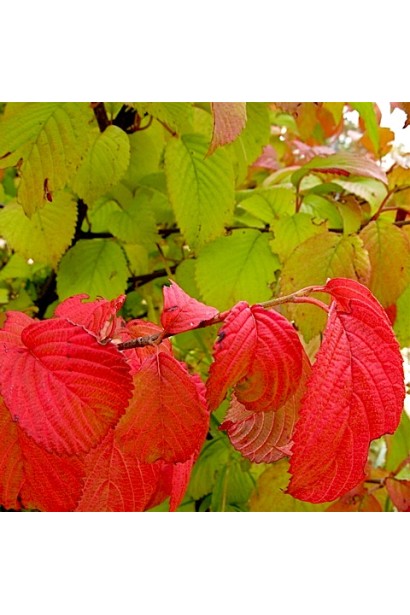 Пурпурно-червоне листя калини Каскад восени