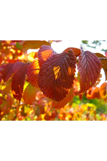 Viburnum plicatum Cascade
