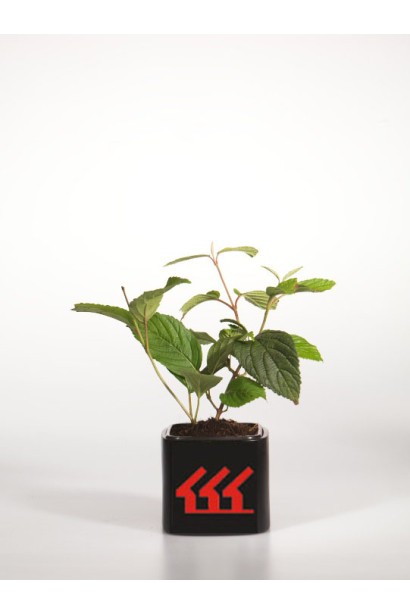 Калина складчаста Каскад саджанець Р9