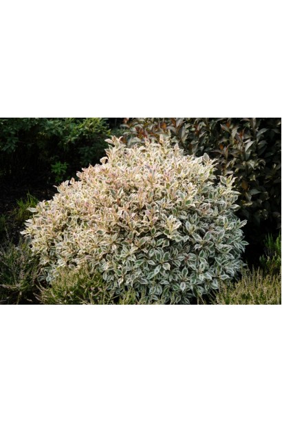 Вейгела цветущая Нана Вариегата густой куст округлой формы