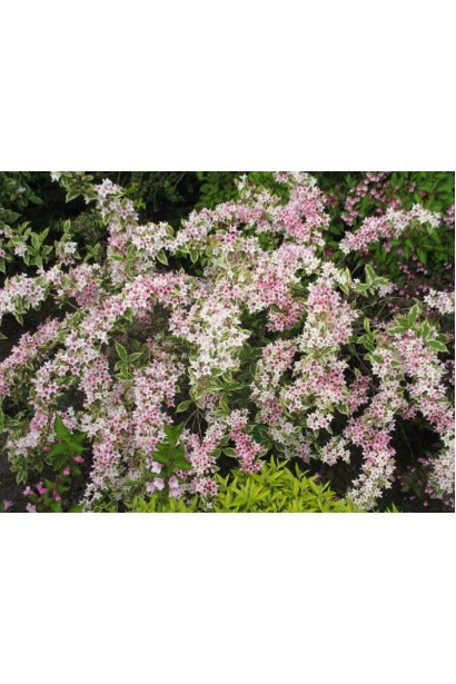 Вейгела Нана Вариегат в ландшафтной композиции