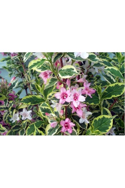 Weigela florida Nana Variegata
