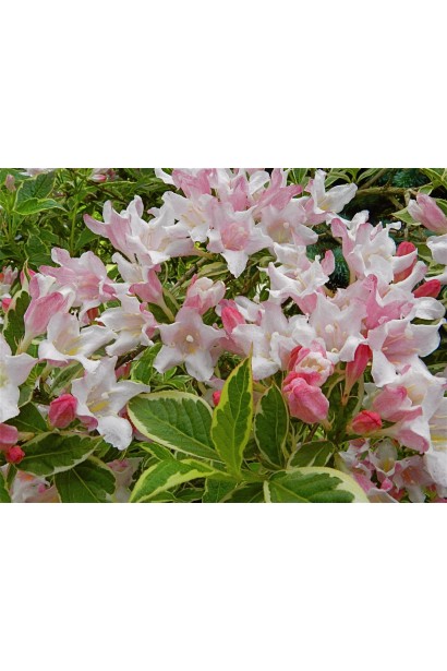 Бело-розовые большие колокольчики вейгелы Нана Вариегата