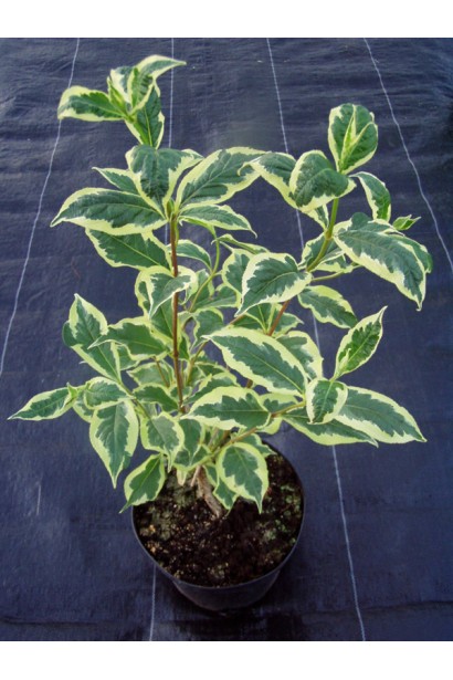 Вейгела цветущая Нана Вариегата саженец в садовом центре