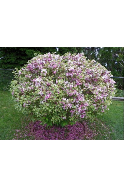 Вейгела цветущая Нана Вариегата солитерная посадка в ландшафте