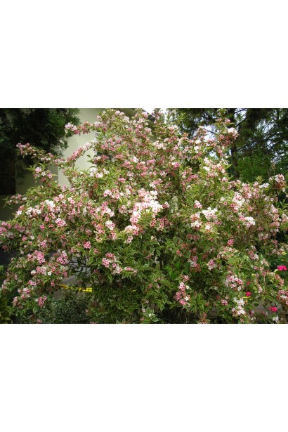 Вейгела цветущая Нана Вариегата