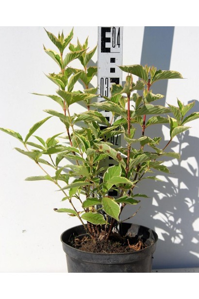 Вейгела Nana Variegata в контейнере 30-40 см