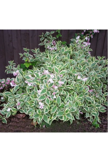 Вейгела цветущая Нана Вариегата в саду