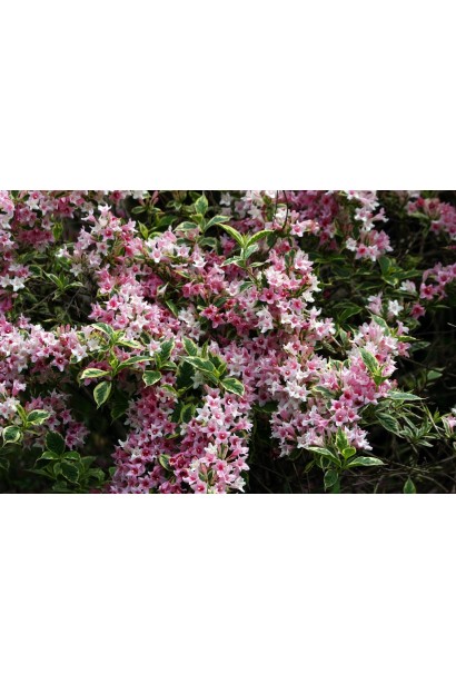 Обильное цветение вейгелы Нана Вариегата