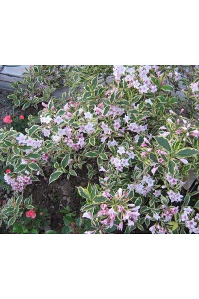 Вейгела цветущая Nana Variegata
