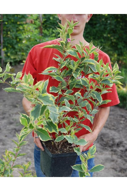 Вейгела Нана Вариегата саженец С5 в садовом центре