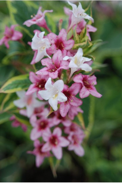 Бело-розовая вейгела