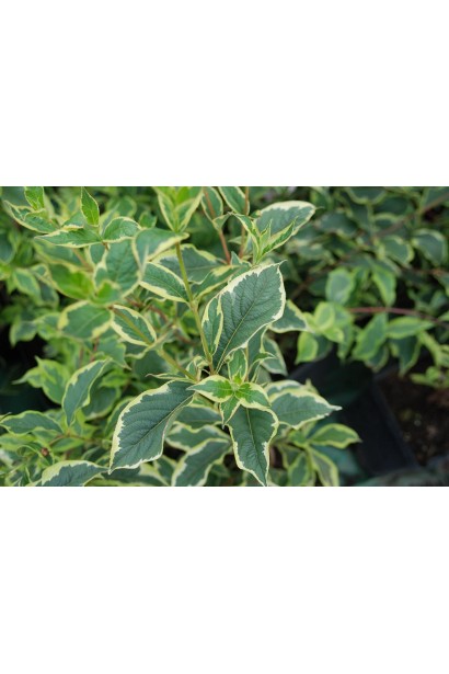 Листья Вейгелы Нана Вариегата зеленые с бело-кремовой каймой