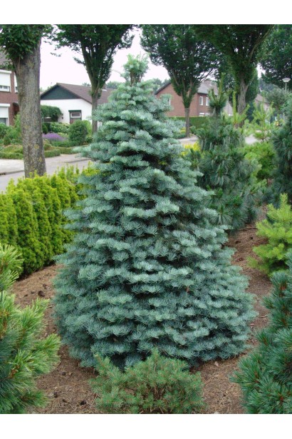 Ялиця одноколірна в ландшафті: гармонійний елемент сучасного садового дизайну.