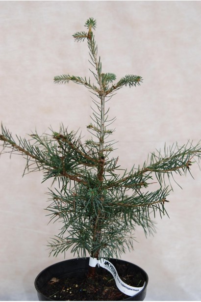 Ялиця одноколірна | Пихта одноцветная | Abies concolor