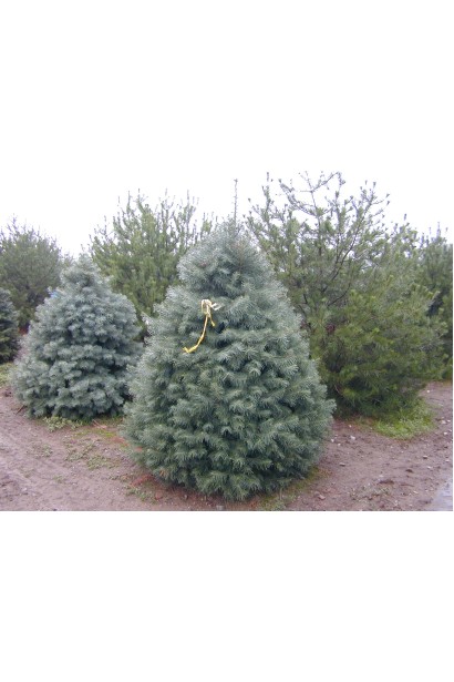 Ялиця одноколірна/каліфорнійська