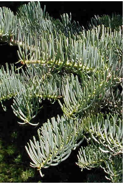 Хвоя ялиці одноколірної: м’яка на дотик, ідеальна для композицій.