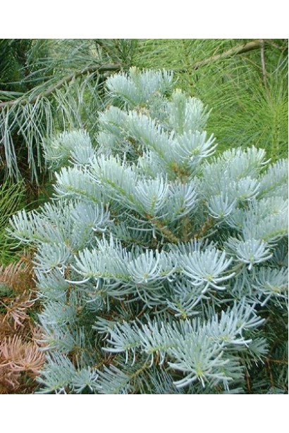 Хвоя ялиці одноколірної: м’яка на дотик, ідеальна для композицій.