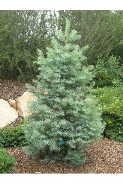 Abies concolor